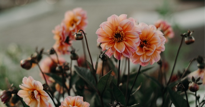 Combining EMDR & IFS image